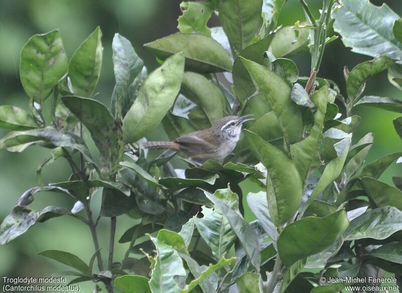 Cabanis's Wren