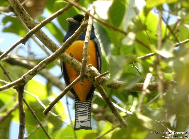 Trogon à lunettes jaunes