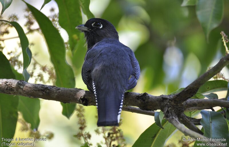 Gartered Trogon