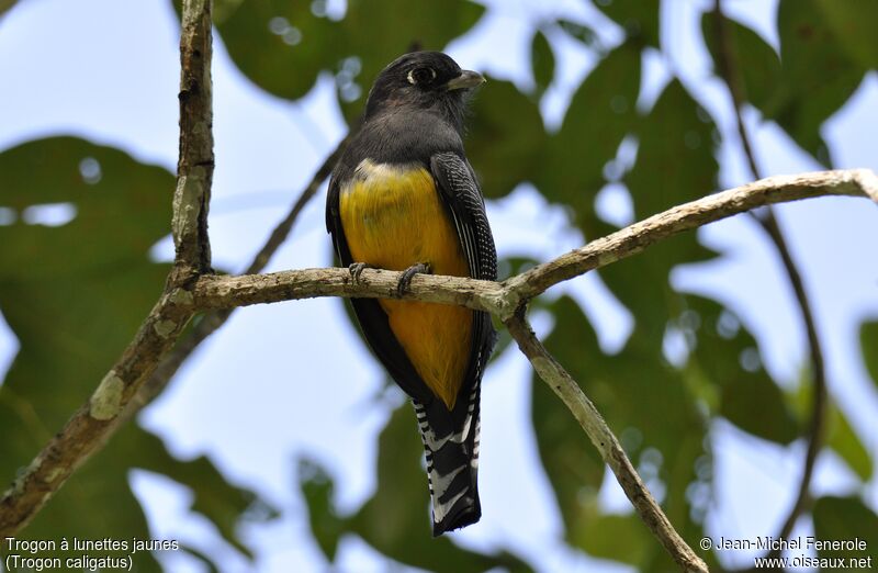 Trogon à lunettes jaunes