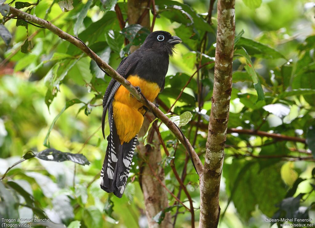 Trogon à queue blanche femelle