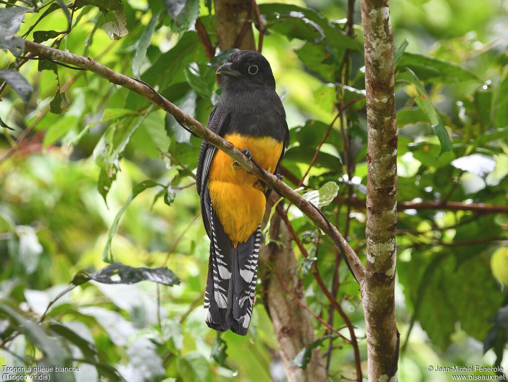 Trogon à queue blanche