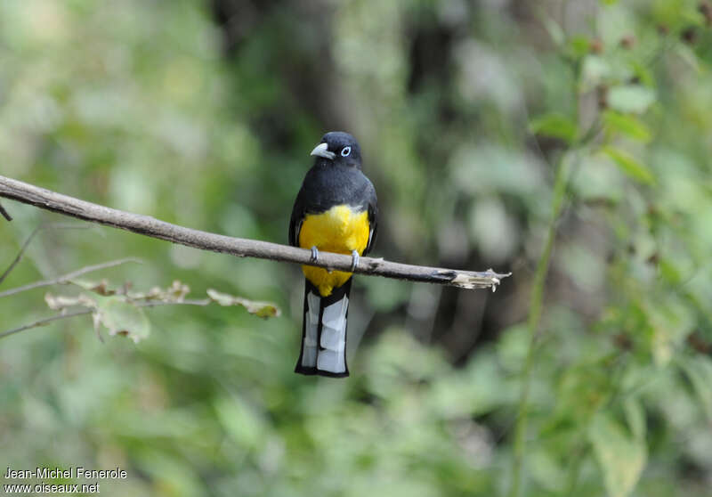 Black-headed Trogon male adult, close-up portrait, pigmentation