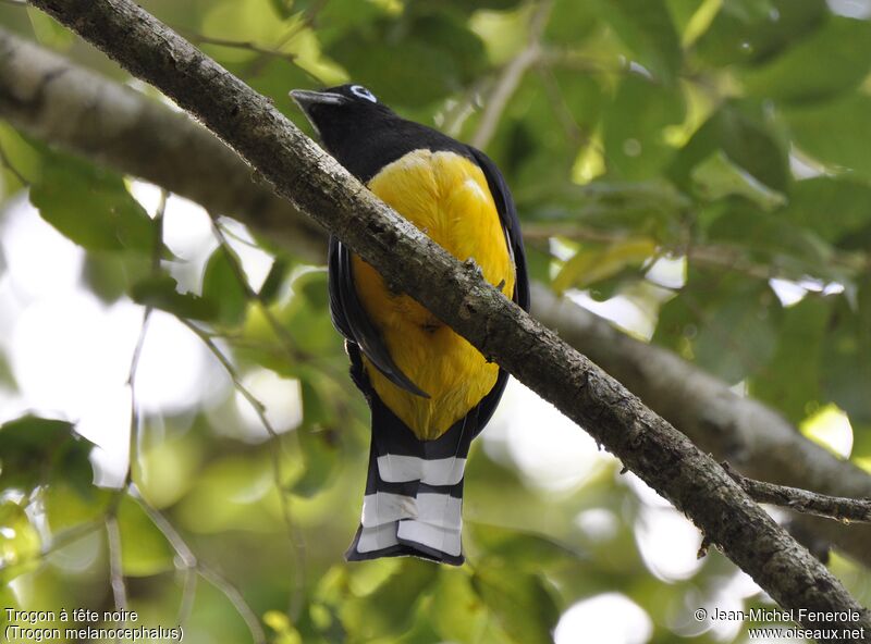 Trogon à tête noire