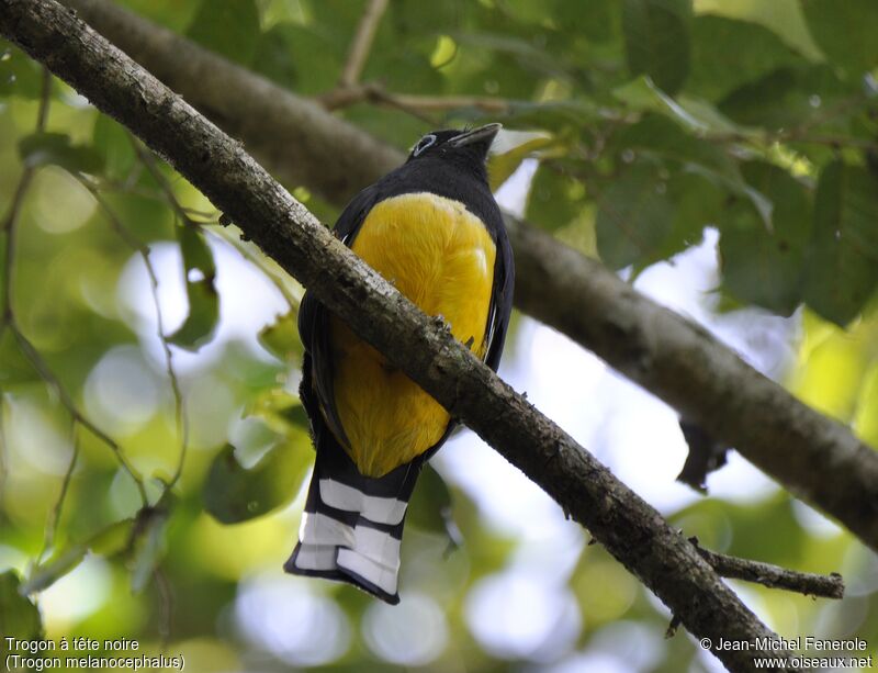 Trogon à tête noire