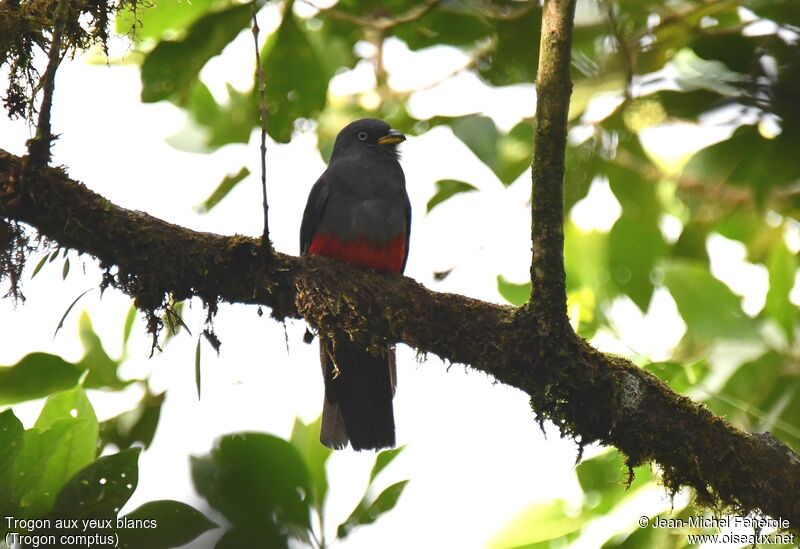 Trogon aux yeux blancs femelle