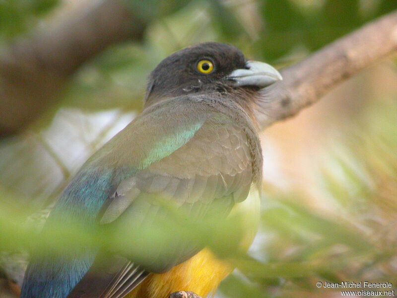 Trogon citrin