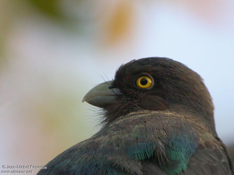 Trogon citrin