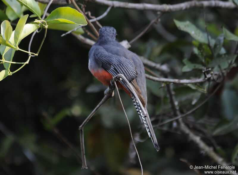 Trogon couroucou femelle adulte