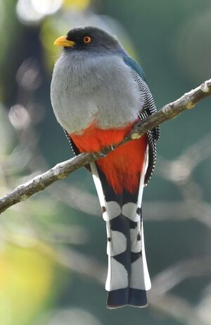 Trogon damoiseau