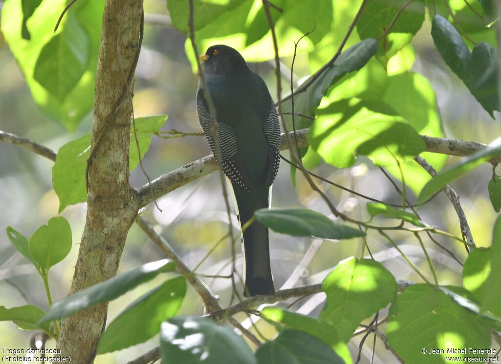 Trogon damoiseau