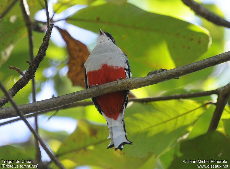 Trogon de Cuba