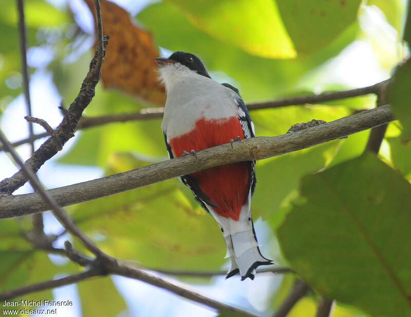 Trogon de Cuba, identification