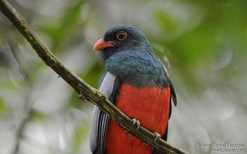 Slaty-tailed Trogon