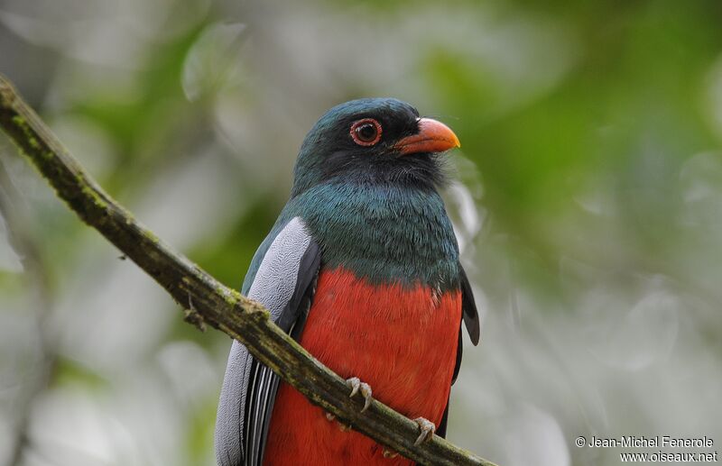 Trogon de Masséna