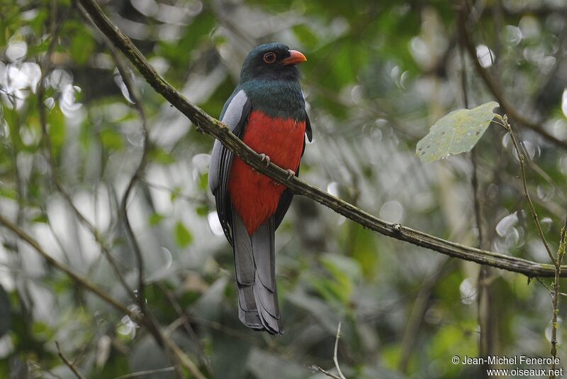 Trogon de Masséna