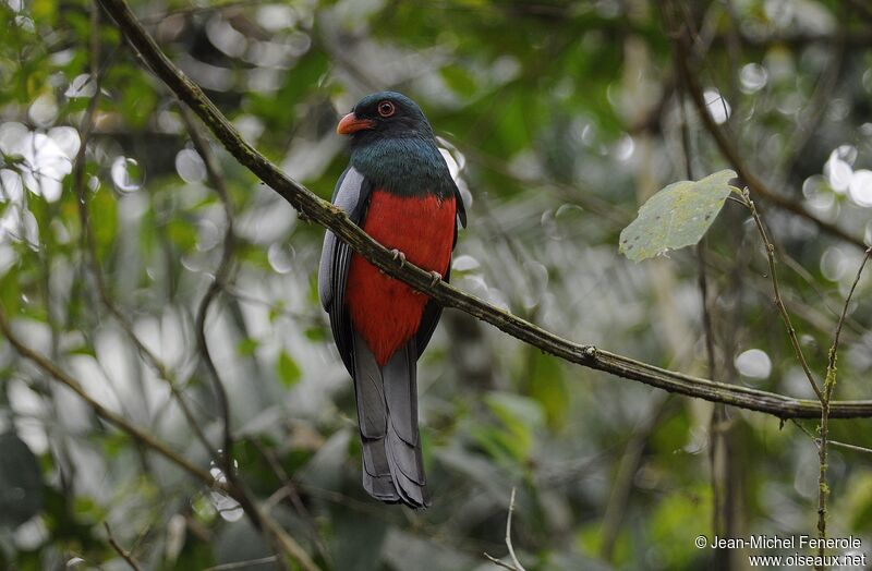 Slaty-tailed Trogon