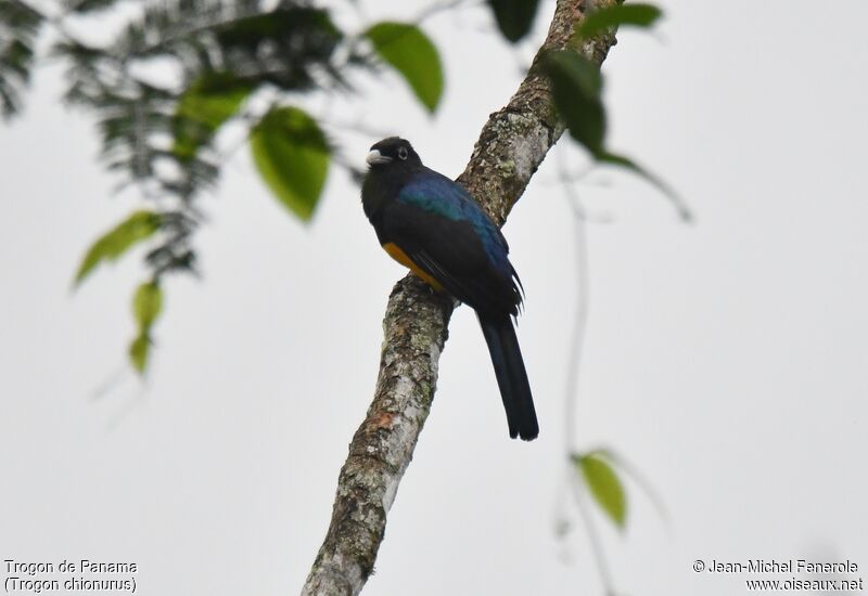 White-tailed Trogon