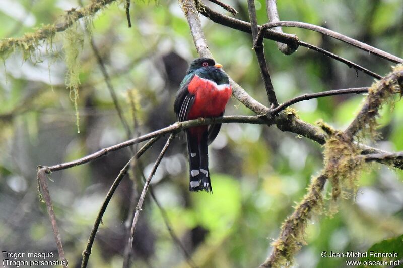 Trogon masqué