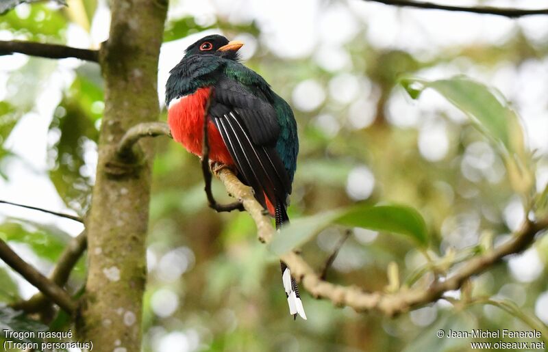 Trogon masqué