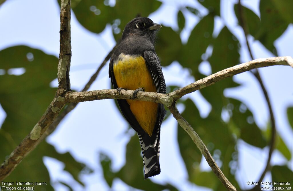 Trogon pattu