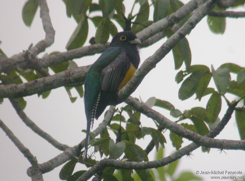 Trogon violacé