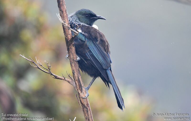 Tui