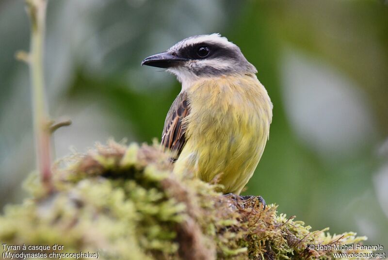 Golden-crowned Flycatcher