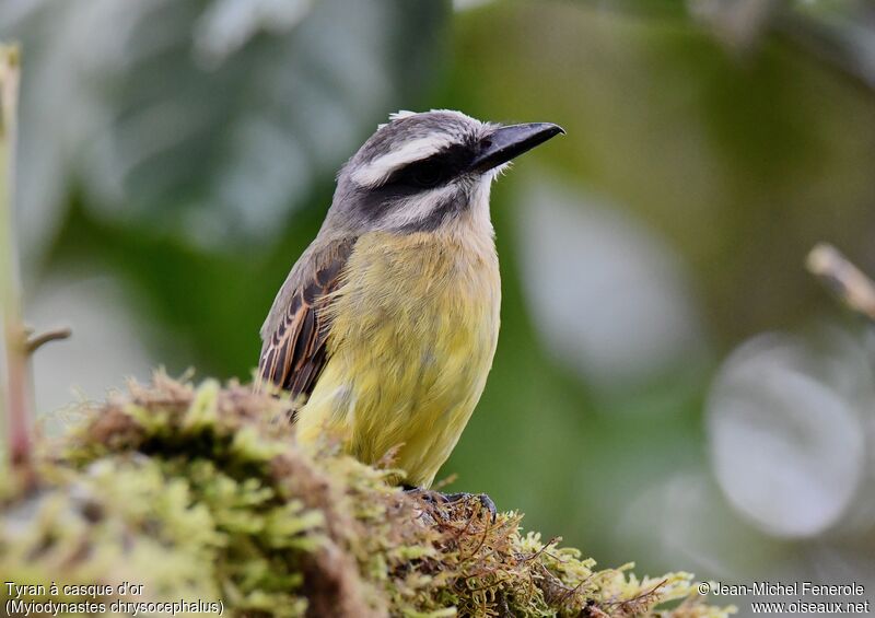 Golden-crowned Flycatcher