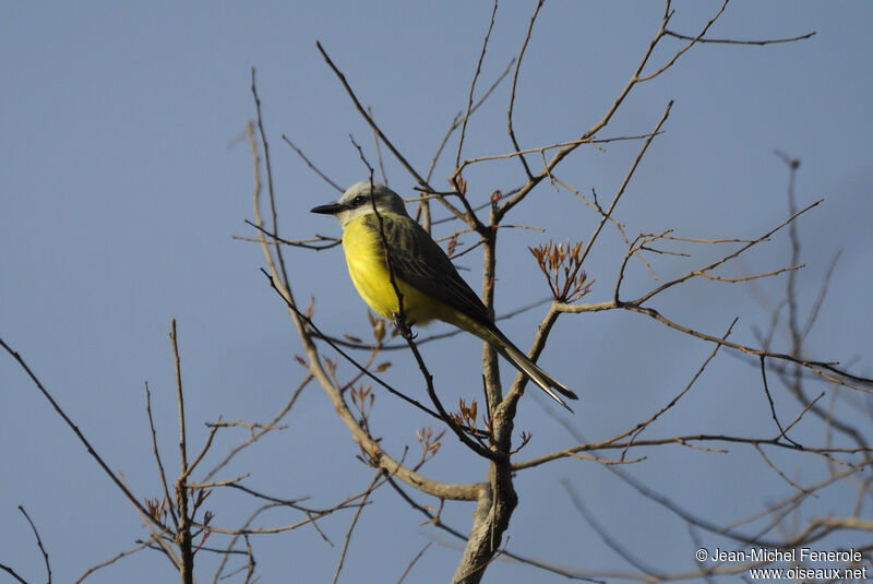 White-throated Kingbirdadult