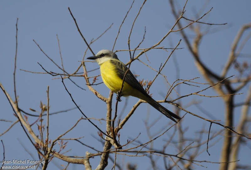 White-throated Kingbirdadult