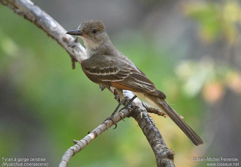 Ash-throated Flycatcher