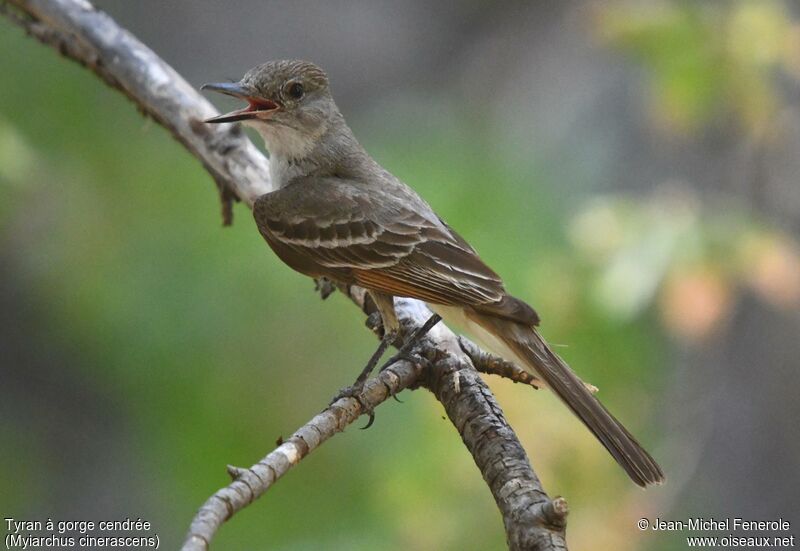 Ash-throated Flycatcher