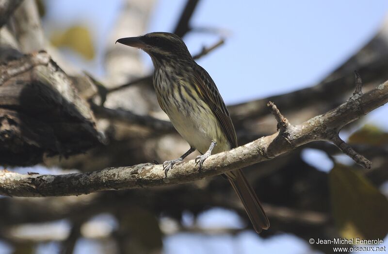 Streaked Flycatcher