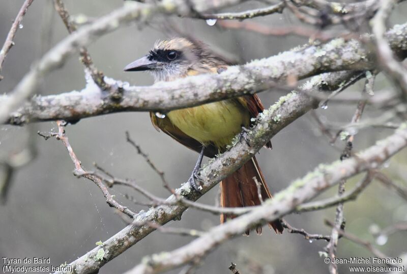 Baird's Flycatcher