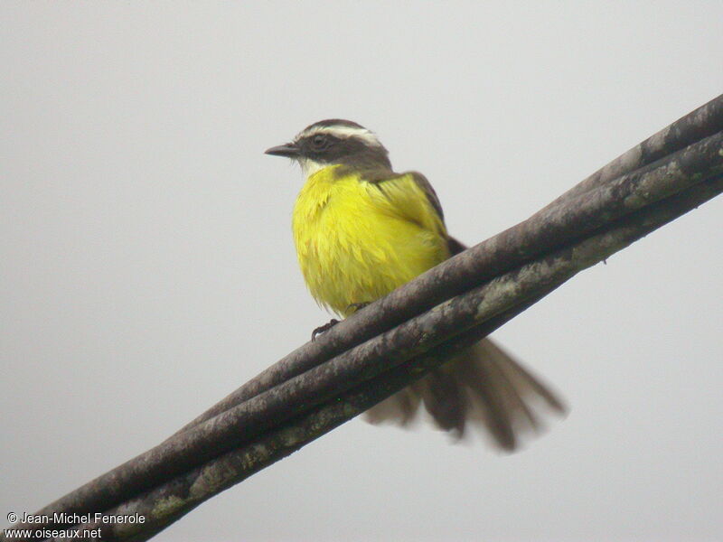 Rusty-margined Flycatcher