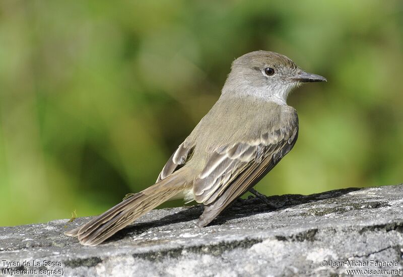 La Sagra's Flycatcher