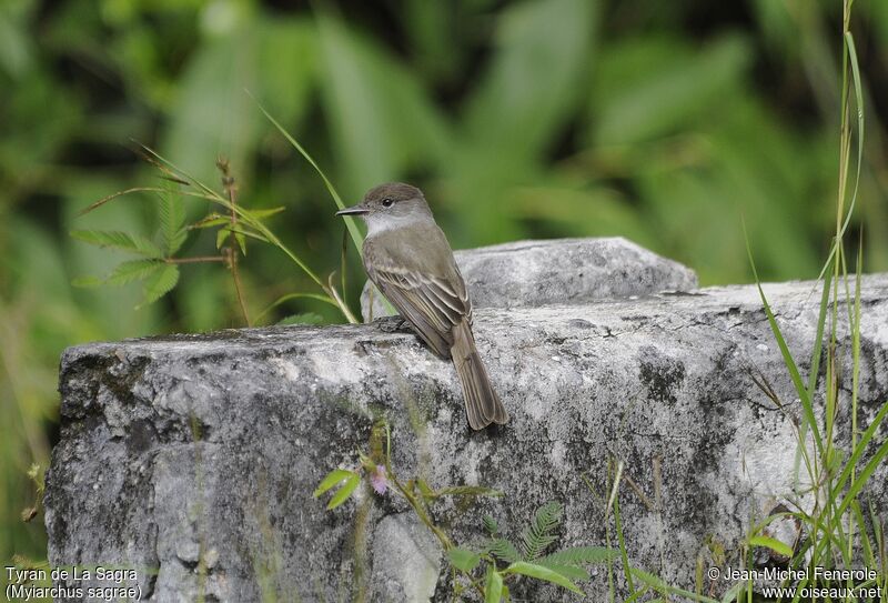 La Sagra's Flycatcher