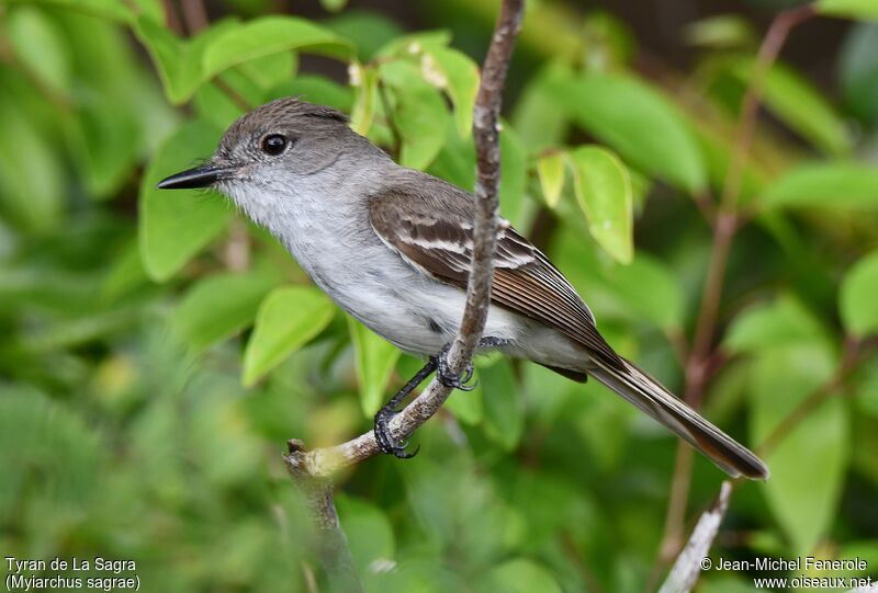 La Sagra's Flycatcher