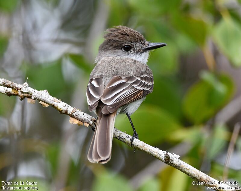 La Sagra's Flycatcher