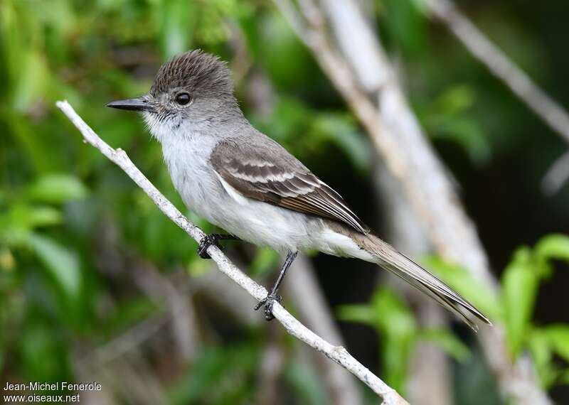 La Sagra's Flycatcher