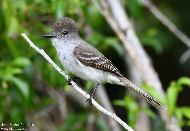 La Sagra's Flycatcher