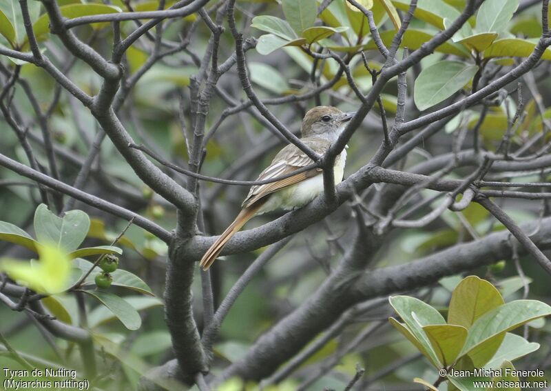 Nutting's Flycatcher