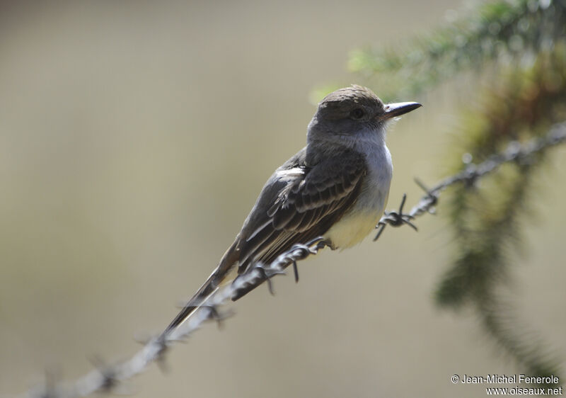 Brown-crested Flycatcher