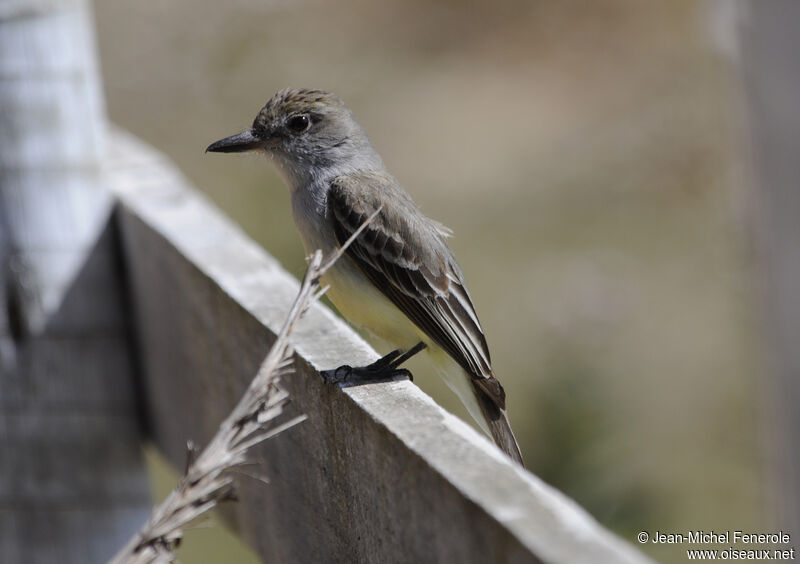 Brown-crested Flycatcher