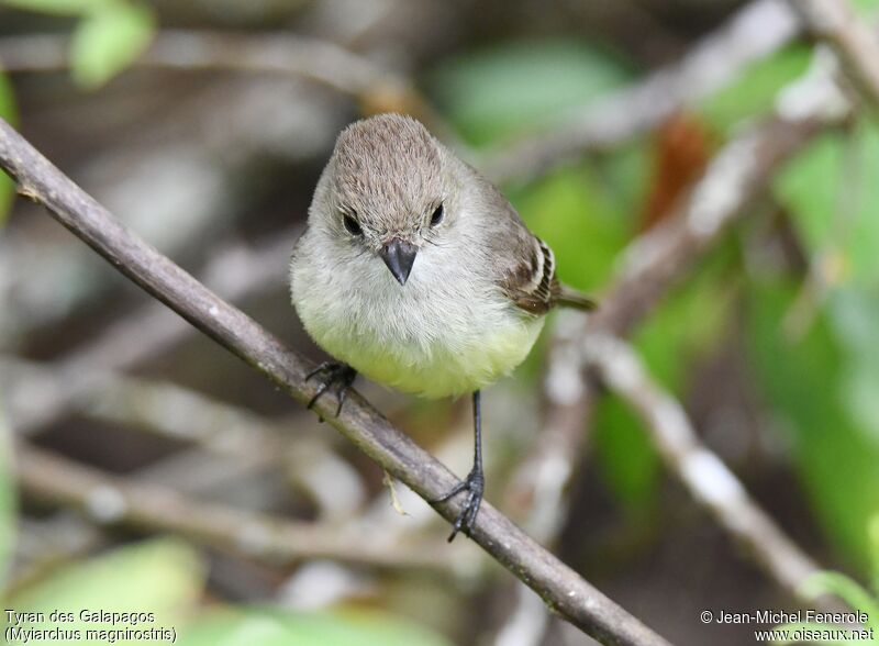 Galapagos Flycatcher