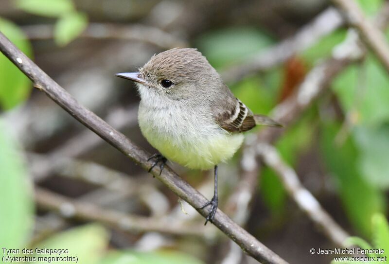 Galapagos Flycatcher