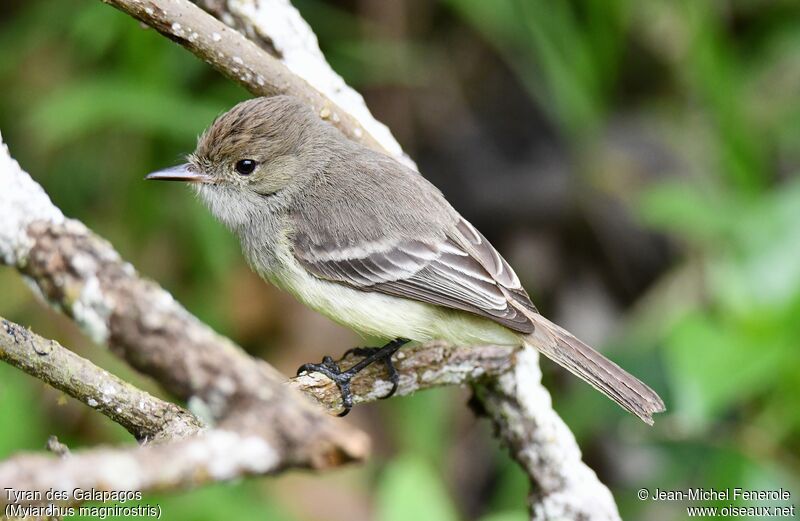 Galapagos Flycatcher