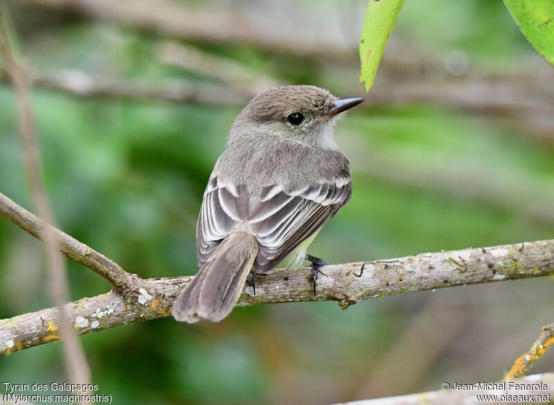 Galapagos Flycatcher