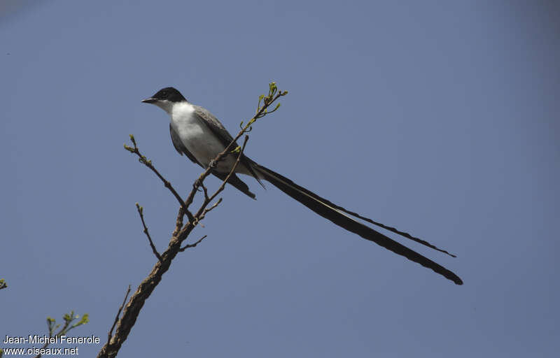 Tyran des savanes mâle adulte, identification